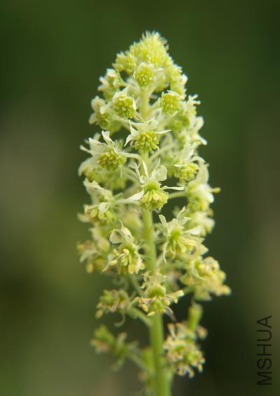 d_reseda_lutea_wild_mignonette.jpg