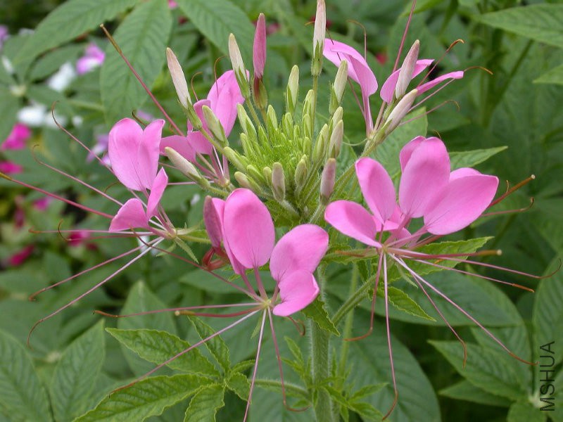 Cleome_1.jpg