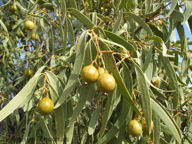 santalum_acuminatum_1.jpg