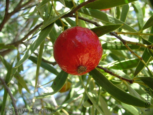 santalum_acuminatum_2.jpg