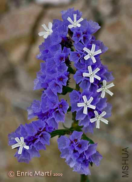 Limonium sinuatum1.jpg