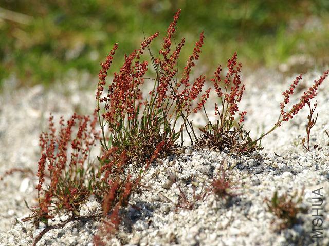 rumex_acetosella_sheeps_sorrel_00_flowering_plants_01-06-10.jpg