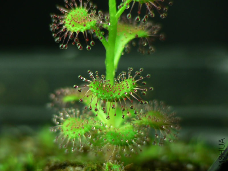 Drosera_platypodaDetailHabit.jpg