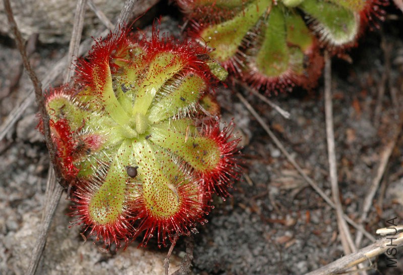6044Drosera.jpg