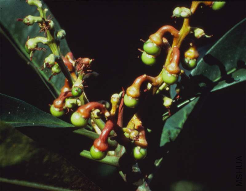 Rhabdodendron amazonicum.jpg