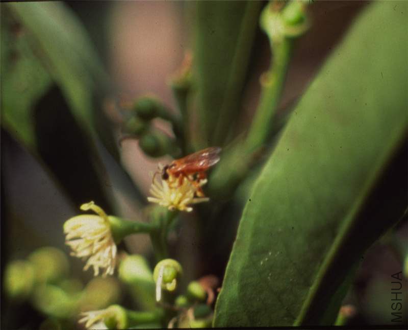 Rhabdodendron macrophyllum 2.jpg