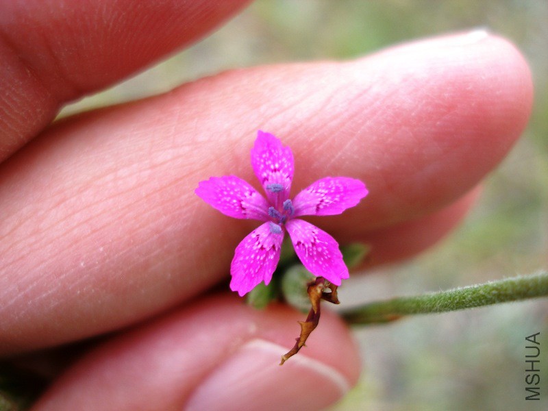 1356-CaryophyllaceaeDianthus_armeria-flower2.jpg