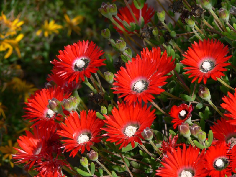 Drosanthemum_speciosumP1050020.jpg