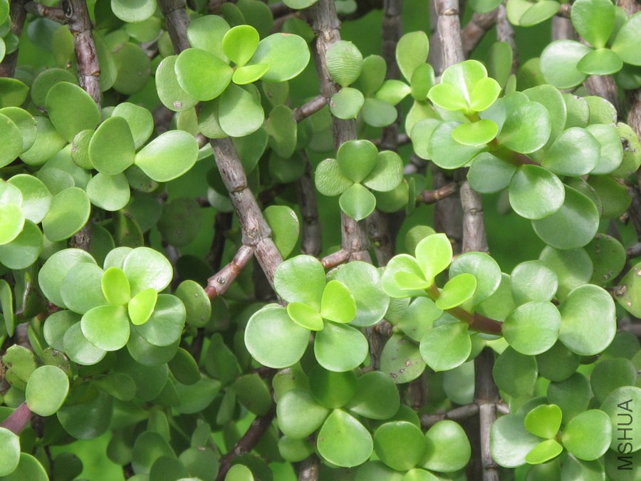 Portulacaria afra Jacq_ - Didiereaceae - Portulacaria (3).jpg