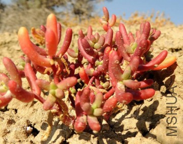 Halophytum_ameghinoi_23435_m.jpg