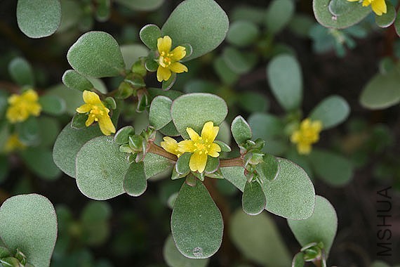Portulaca oleracea_Portulacaceae_Common Purslane_103.jpg