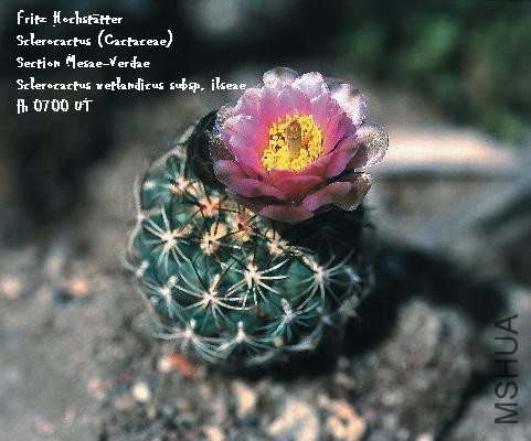 Sclerocactus_Cactaceae_Section_Mesae-Verdae_Sclerocactus_wetlandicus_subsp__ilse.jpg