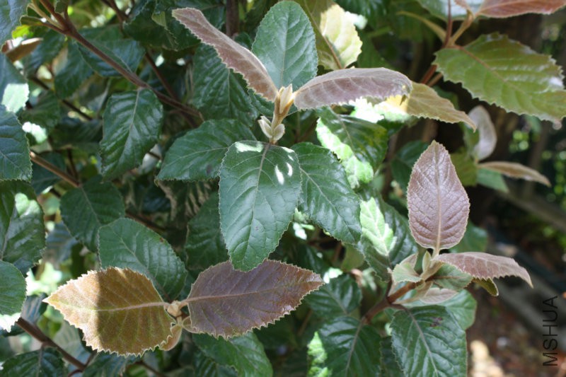 Curtisia_dentata_-_Assegai_tree_-_foliage_4.jpg