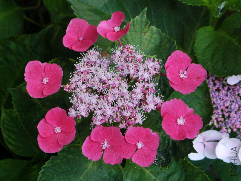 Hydrangeaceae_-_Hydrangea_macrophylla_-_Zaunkoenig.jpg