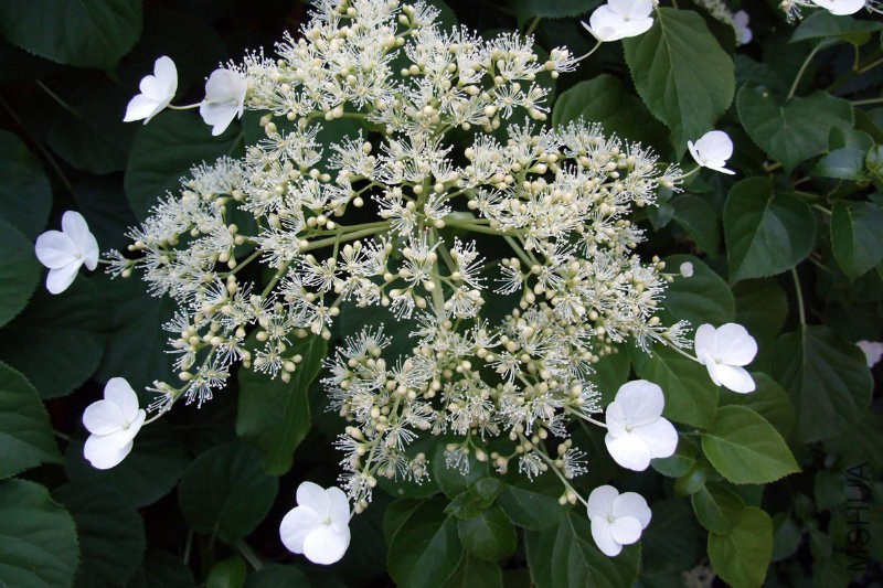 Hydrangeapetiolaris.jpg