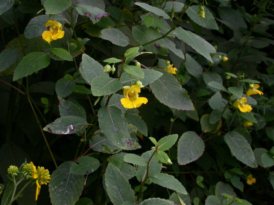 ImpatiensPallida1.jpg
