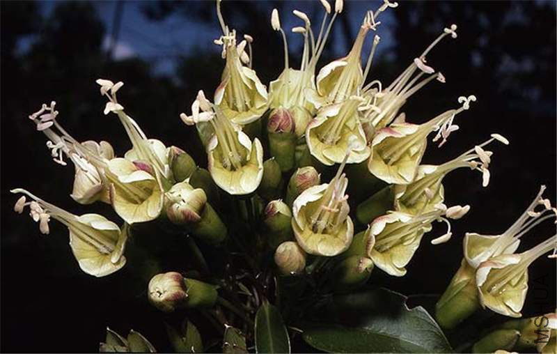 Polemoniaceae_Cantua-pyrifo.jpg