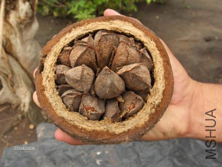 brazil-nut-pod-opened_438x0_scale.jpg
