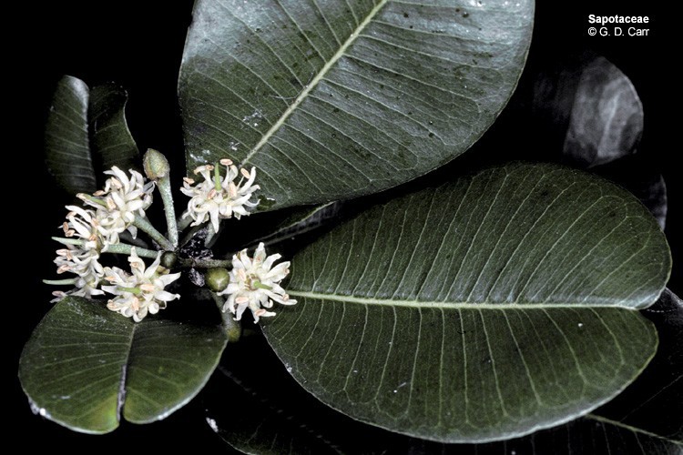 sapotaceae2.jpg