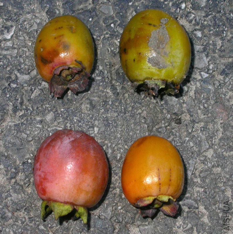 Diospyros_virginiana_Fruit.jpg