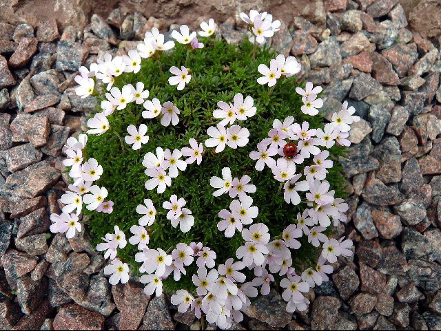 sizedAndrosace pyrenaica rosea 32612601.jpg