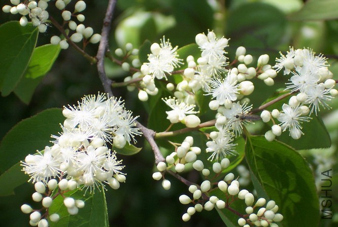 Symplocaceae tree.jpg