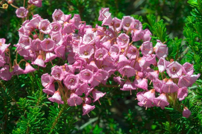 Phyllodoce empetriformis.jpg