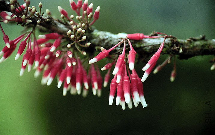 108_ Satyria meiantha.jpg