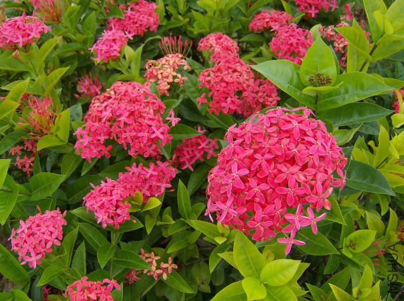 Ixora_coccinea_(Rubiaceae).jpg