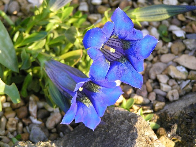 sizedG corbariensis8286.jpg