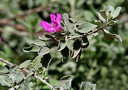 250px-Leucophyllum_frutescens_(Purple_Sage)_W_IMG_1125.jpg