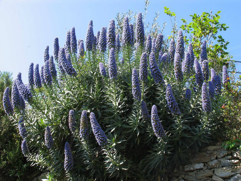 echium-fastuosum-boraginaceae-flower.jpg