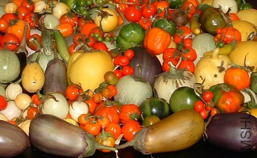 Vegetables_Sol_Bari2004_Maggioni_Diversità%20melanzana%20.jpg