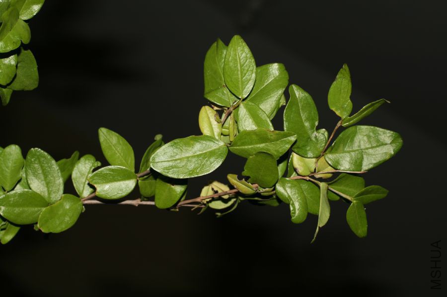 Plocosperma_buxifolium4.jpg