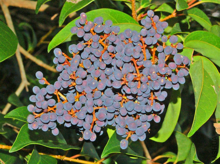 Oleaceae_-_Ligustrum_lucidum_(8304697144).jpg