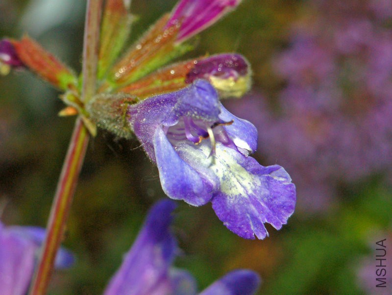 Lamiaceae_-_Salvia_interrupta.jpg