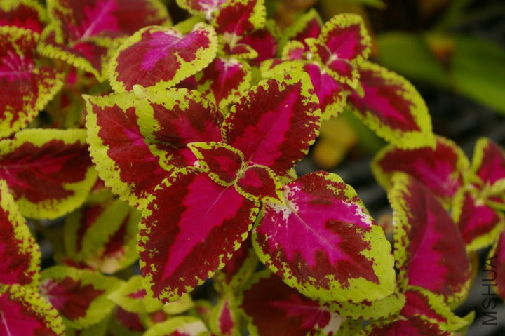 Lamiaceae_Coleus_sp.jpg