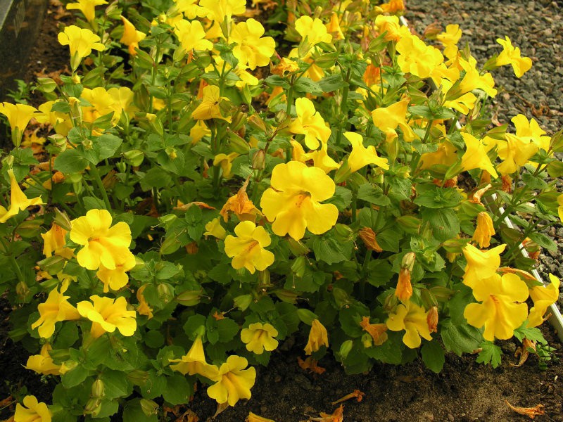 Mimulus_guttatus_Phrymaceae.jpg