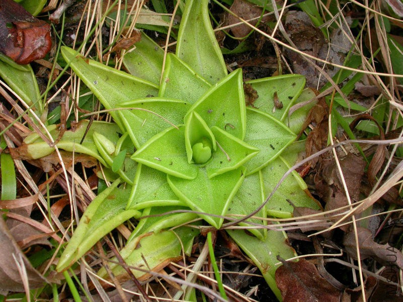 Pinguicula_lutea1.jpg