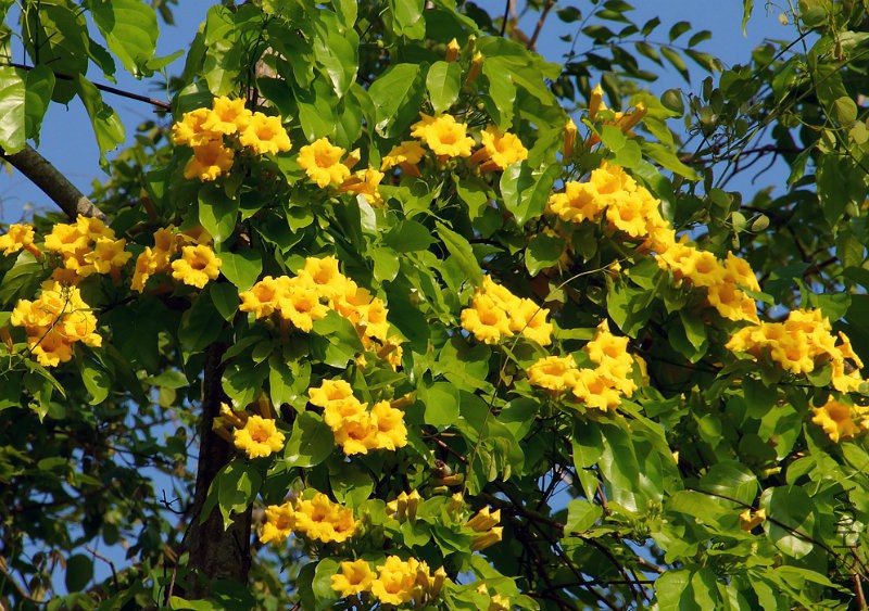 bignoniaceae-vine.jpg