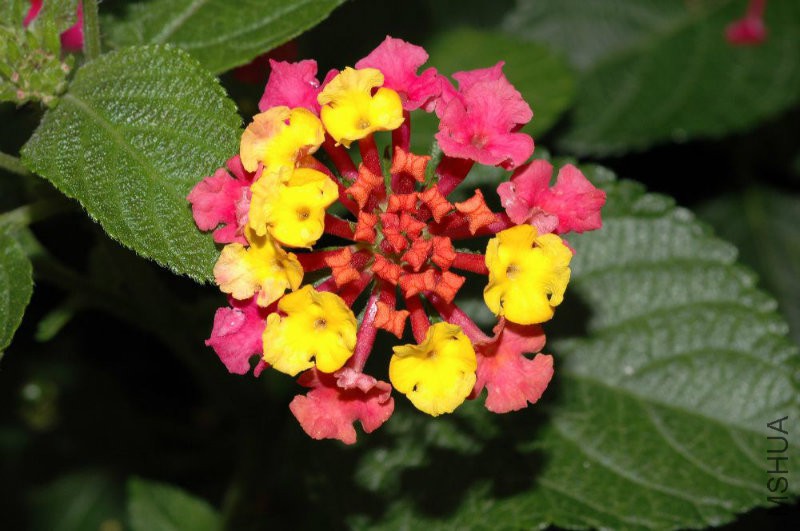 Lantana2.jpg