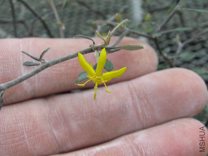 Corokia_cotoneaster01.jpg