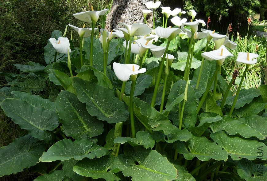 Hercules_Calla_Lily_Zantedeschia_0086.JPG