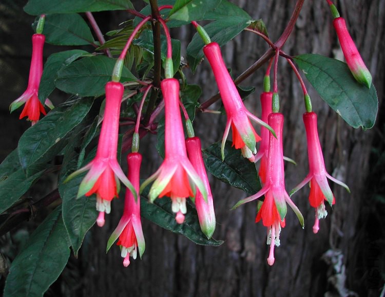 Fuchsia_denticulata_7230.jpg