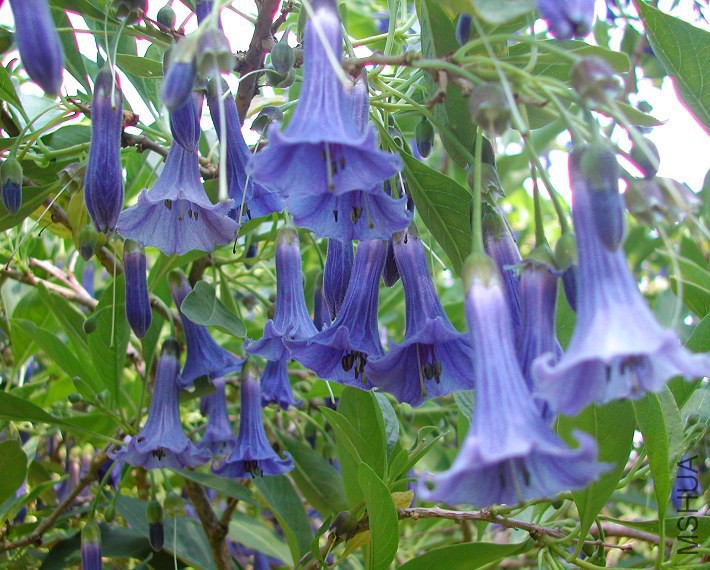 Iochroma_australe_Acnistus_australis_Eriolarynx_2976.jpg