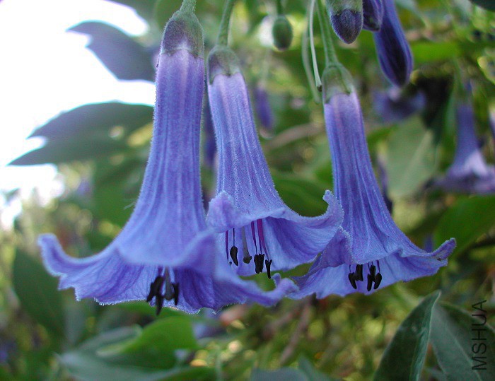 Iochroma_australe_Acnistus_australis_Eriolarynx_3046.JPG