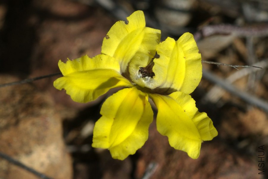 Goodenia_hederacea2.jpg