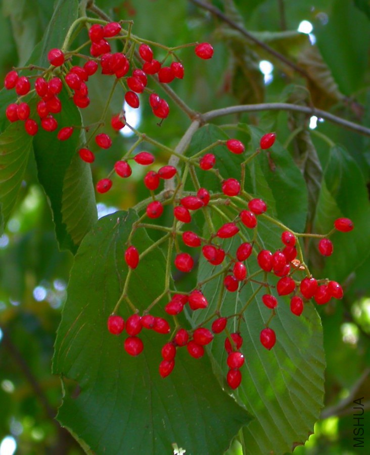 Caprifoliaceae-Viburnum sp-154.jpg