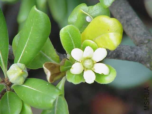 Pittosporum_tobira1.jpg