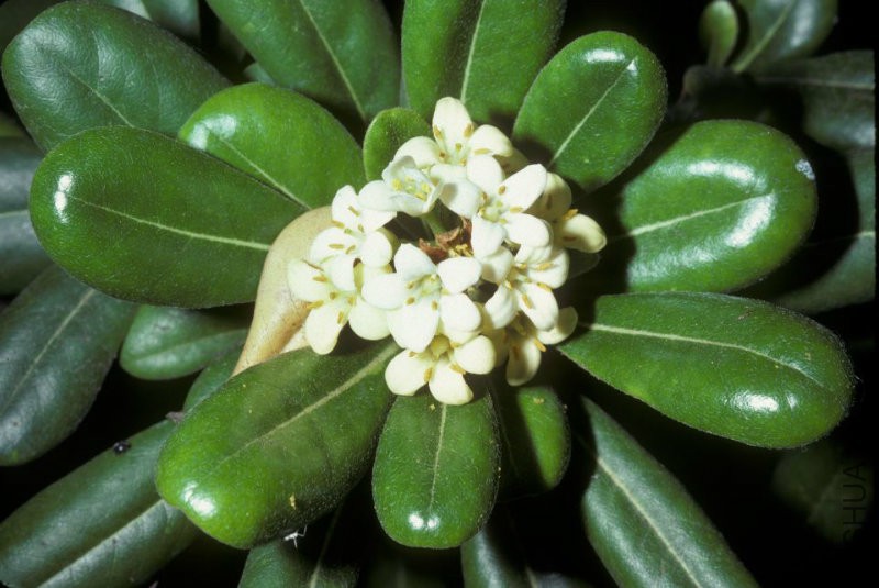 Pittosporum_tobira.jpg